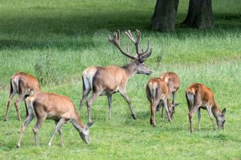 Herd of Red Deer (Cervus elaphus)