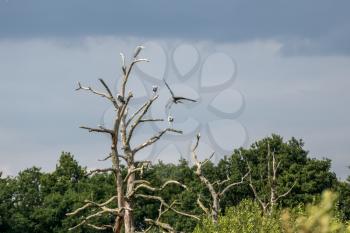 Grey Herons (Ardea cinerea) perched on a dead tree