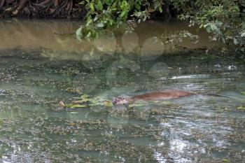 Eurasian Otter (Lutra lutra) swimming through a pond full of algae