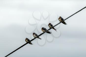 European Barn Swallows (Hirundo rustica) resting on a telephone wire