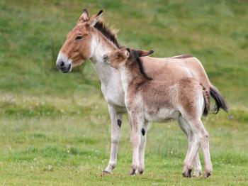 Przewalski Horse (Equus ferus przewalskii) and foal