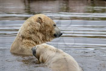 Polar Bears (Ursus maritimus) playing together in the water