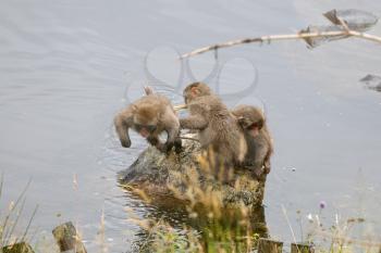 Three Japanese Macaques (Macaca fuscata) playing together