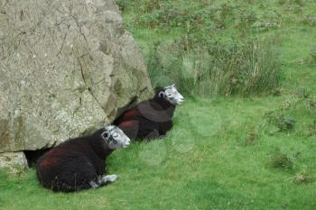 Black sheep at the Honister Pass