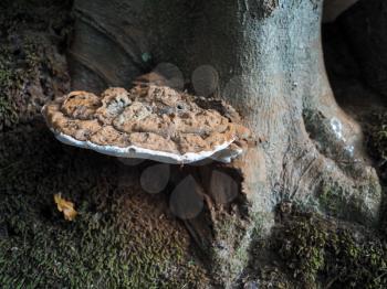 Bracket Fungus Growing on a Tree in Ashdown Forest