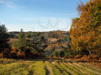 Scenic View of the Ashdown Forest in Sussex