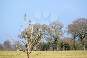 Kestrel Perched on a Dead Tree in West Grinstead