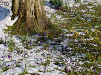 Crocuses Flowering in the Snow in East Grinstead