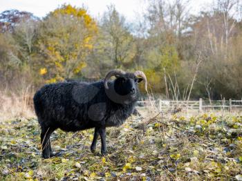 Hebridean Black Sheep at Warnham Nature Reserve