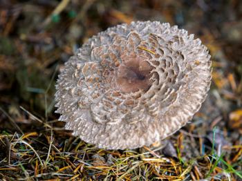 Weathered Fungus at Warnham Nature Reserve