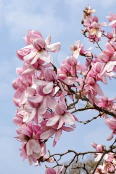 Pink Magnolia flowering