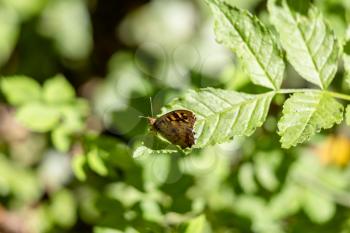Speckled Wood Butterfly (Pararge aegeria) sitting on a leaf in the spring sunshine
