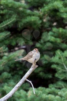 Immature White-crowned Sparrow (Zonotrichia leucophrys)
