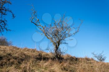 Hawthorn tree in winter against a brilliant blue sky