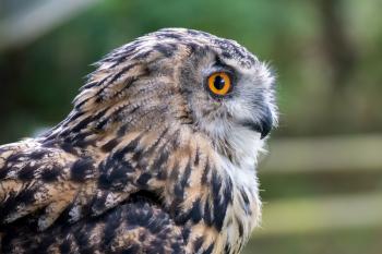 Eurasian Eagle-Owl (Bubo bubo) looking alert