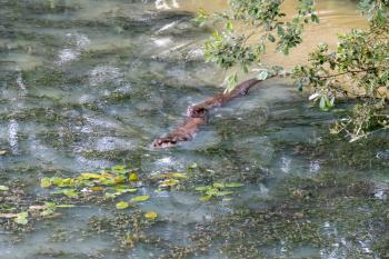Eurasian Otters (Lutra lutra) swimming through a pond full of algae