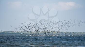 Great Cormorants (phalacrocorax carbo) in flight in the Danube Delta