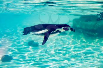 Humboldt Penguin (Spheniscus humboldti) swimming under the water