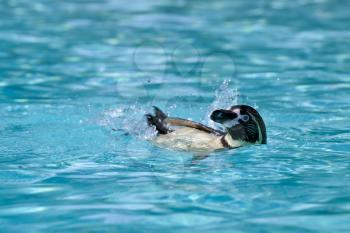 Humboldt Penguin (Spheniscus humboldti)