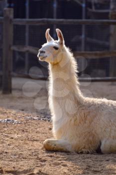Llama, (Lama glama) sitting in the sunshine