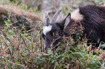 Wild Goat (Capra aegagrus)