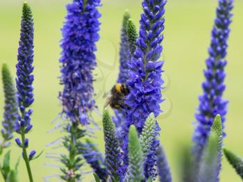 Bee gathering nectar from Veronica Spicata Ulster Dwarf Blue flowers
