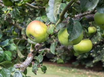 Apples ripening on the bough i Kent