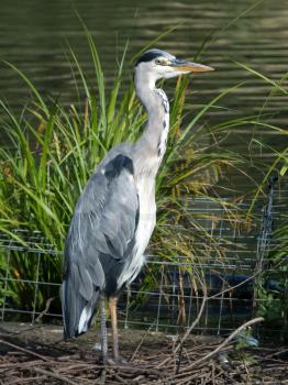 Grey Heron standing on its nest by the lake