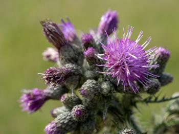 Marsh Thistle (Cirsium palustre) beginning to flower in summertime in West Sussex