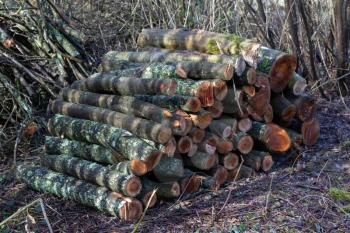 Stack of freshly sawn logs by Ardingly Reservoir