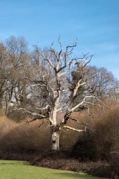 Dead tree in a field near Ardingly Reservoir