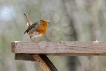 Close-up of an alert Robin standing on wooden table