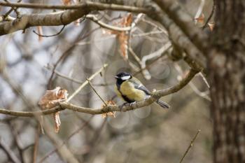 Great Tit perched on a branch