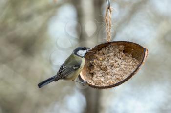 Great Tit perched on a coconut shell