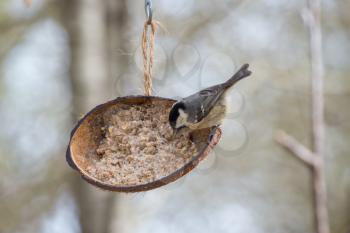 Coal Tit eating from a coconut shell