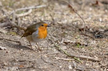 Close-up of an alert Robin standing on muddy path