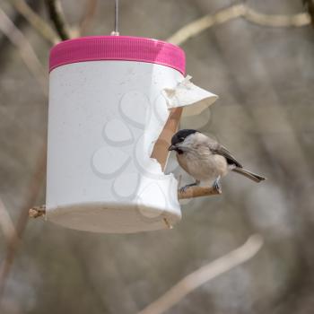 Marsh Tit (Poecile palustris) looking for food in an homemade feeder