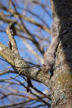 Grey Squirrel (Sciurus carolinensis)  watching from a tree