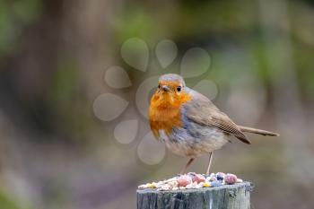 Close-up of an alert Robin standing on a tree stump covered with seeds