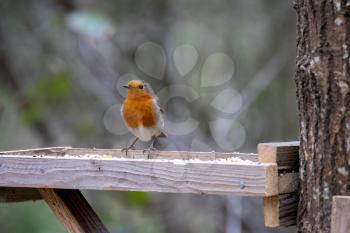 Close-up of an alert Robin standing on a wooden table