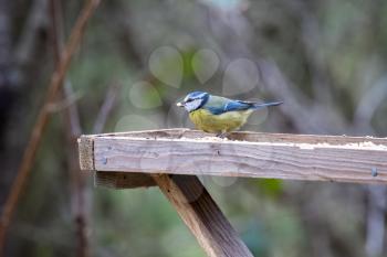 Blue Tit on a wooden table with a seed in its beak