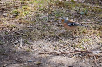 Chaffinch (fringilla coelebs) on the ground looking for food