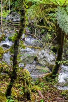 Temperate rain forest in New Zealand