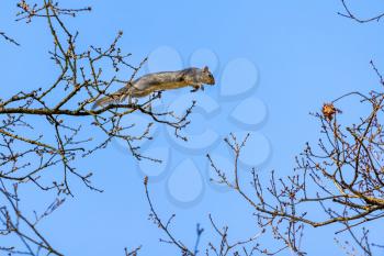 Grey Squirrel (Sciurus carolinensis)  jumping from one tree to another
