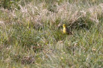 Yellowhammer (Emberiza citrinella) standing in the meadow enjoying the morning sunshine