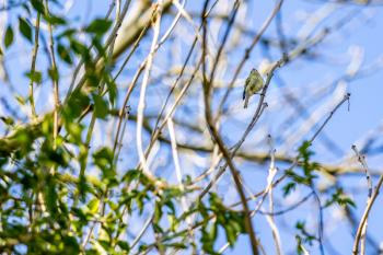 Goldcrest (Regulus regulus) perched in atree in springtime
