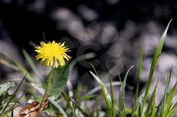 Close-up of a single Dandelion (Taraxacum) in the spring sunshine