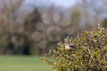 Northern Wheatear (Oenanthe oenanthe) resting in a hedge in the spring sunshine