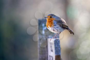 Close-up of an alert Robin standing on a wooden signpost