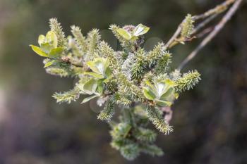 Apple-leaved Willow (Salix hastata)